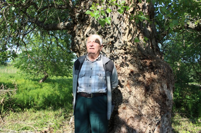 150-годишно дърво пази родова памет в село Райкова могила